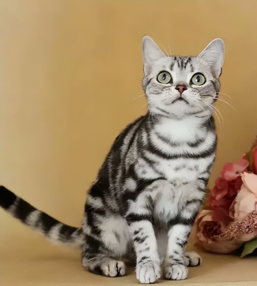 英短猫性格优点缺点,美短猫优点和缺点