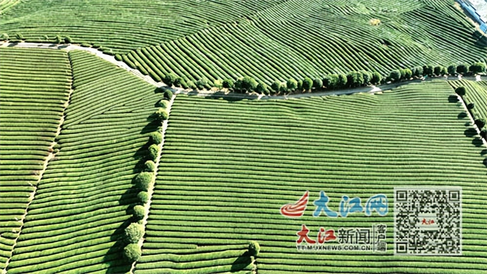 婺源茶文化,把茶叶做成茶具