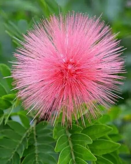 所有花的名称大全,认识各种花的寓意