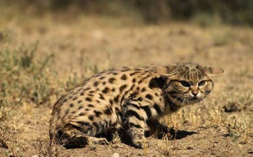 全球禁养！非洲最小的猫长什么样？猫科里最会捕猎的“杀戮机器”