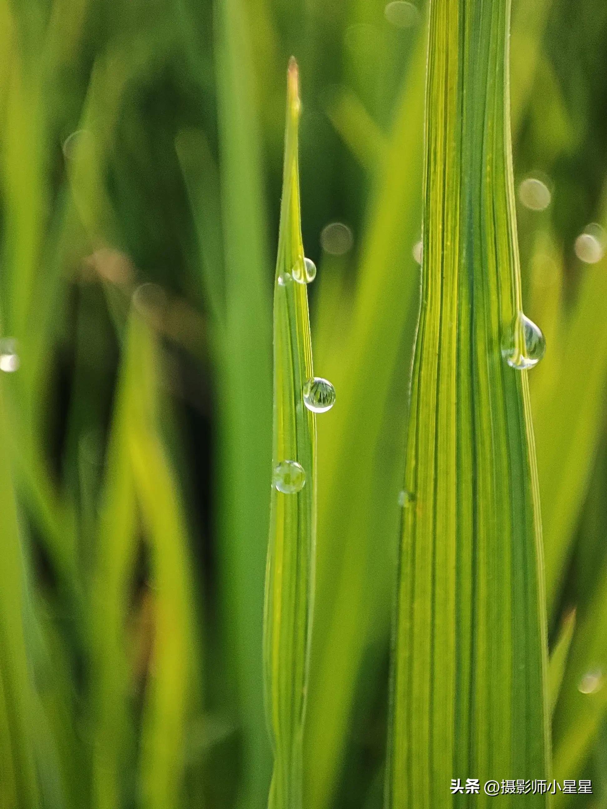 夏天绿色之美,夏天的绿色之美