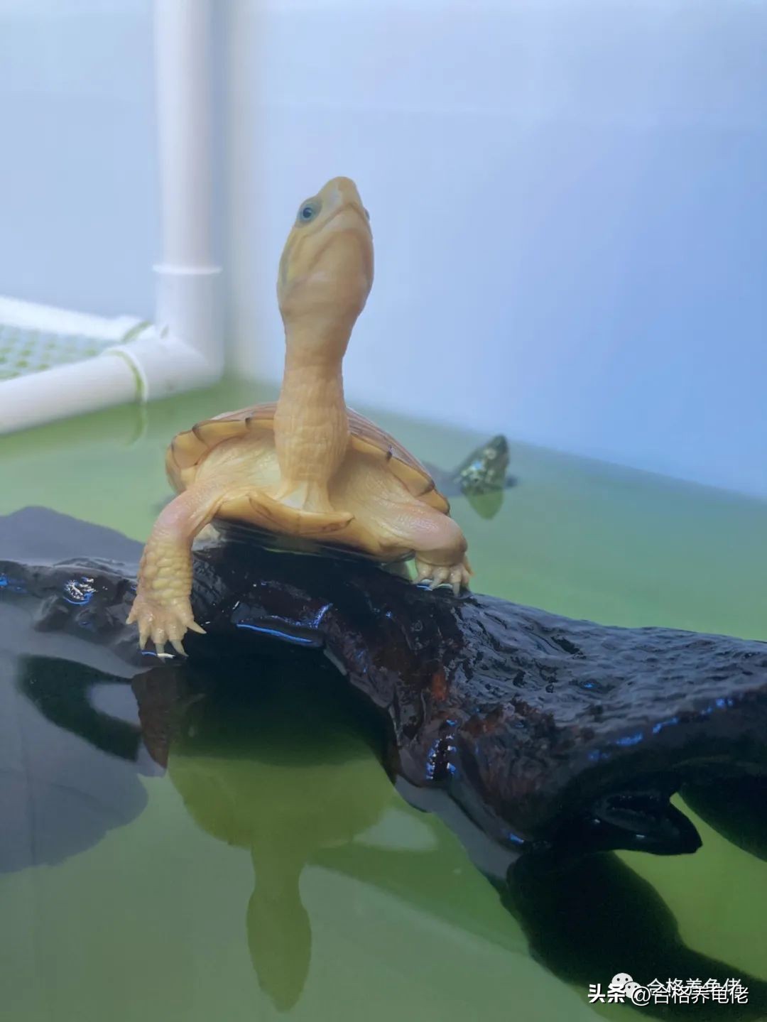 龟蛋*局骗**这么多，我们该怎么玩龟蛋？（下）