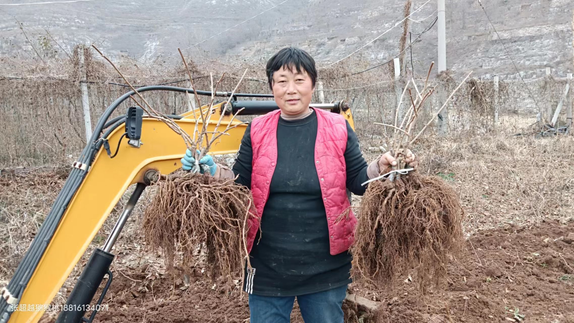 博山猕猴桃种植基地,猕猴桃产业现状及前景