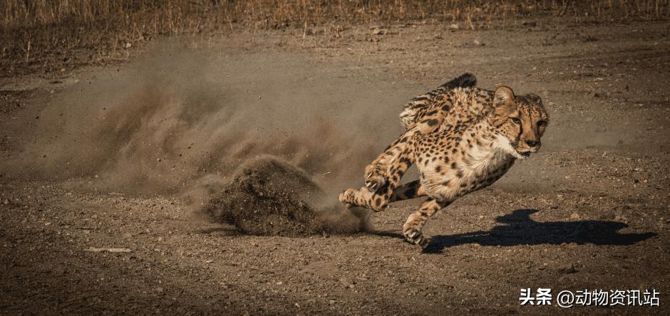 陆地动物界速度最快的动物排名,来自世界各地的动物