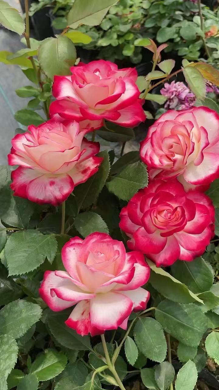 南洋红双喜花开富贵,红双喜双喜临门