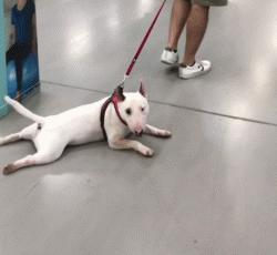 禁养犬名单小狗怎么处理,养犬管理规定48种禁养犬