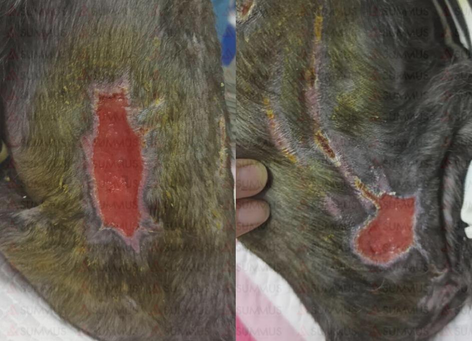 狗狗被烫伤了怎么办？兽医激光治疗仪来帮忙