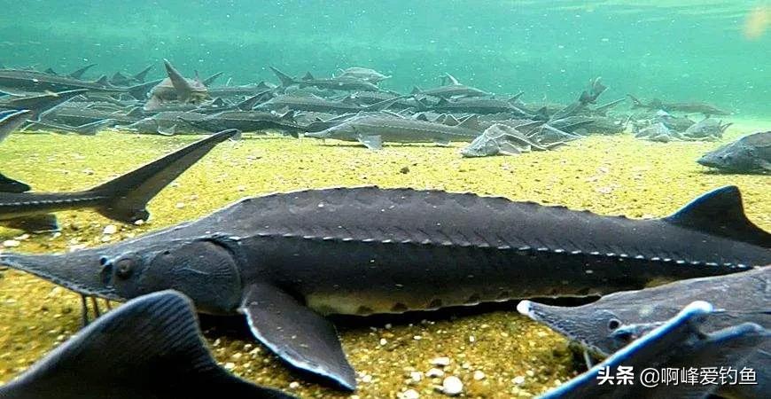 长江禁渔出现了什么新鱼,长江禁渔10年到现在鱼怎么样了