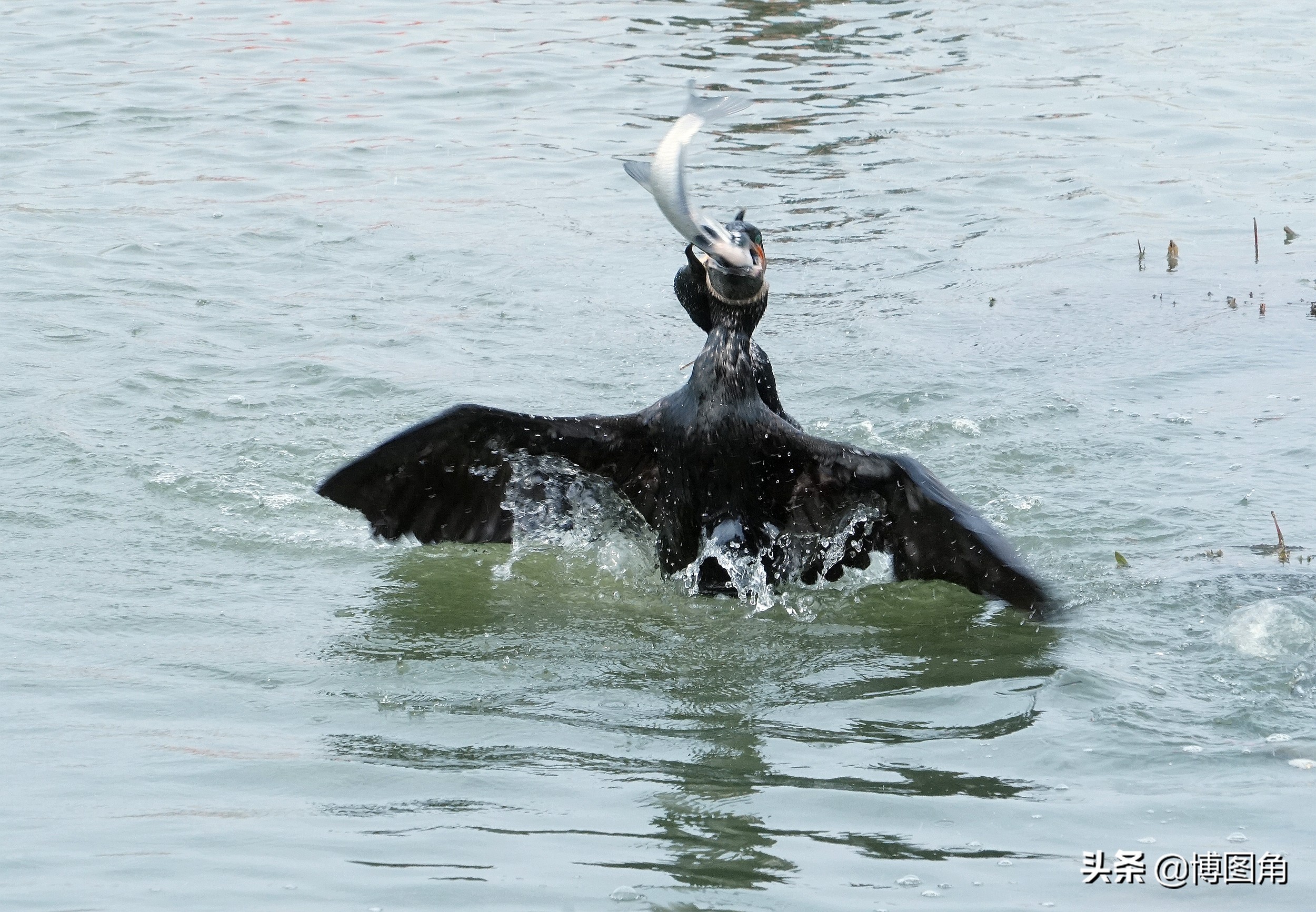 80年代农村鱼鹰捕鱼,渔民与鸬鹚捕鱼图片