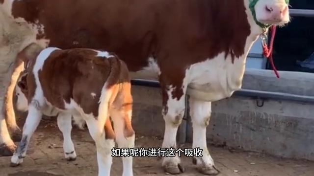 养牛场卖牛一般有什么套路,卖牛技巧