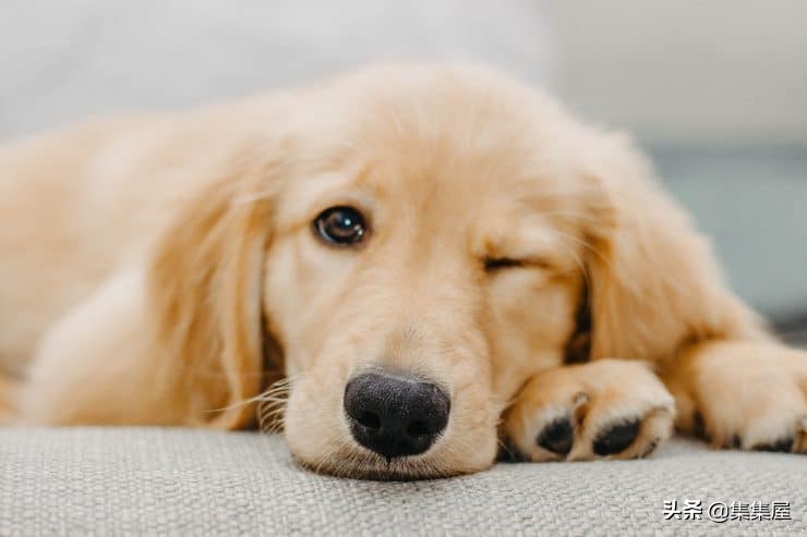 狗狗便便次数太多是什么原因,狗狗大便次数多了是怎么回事