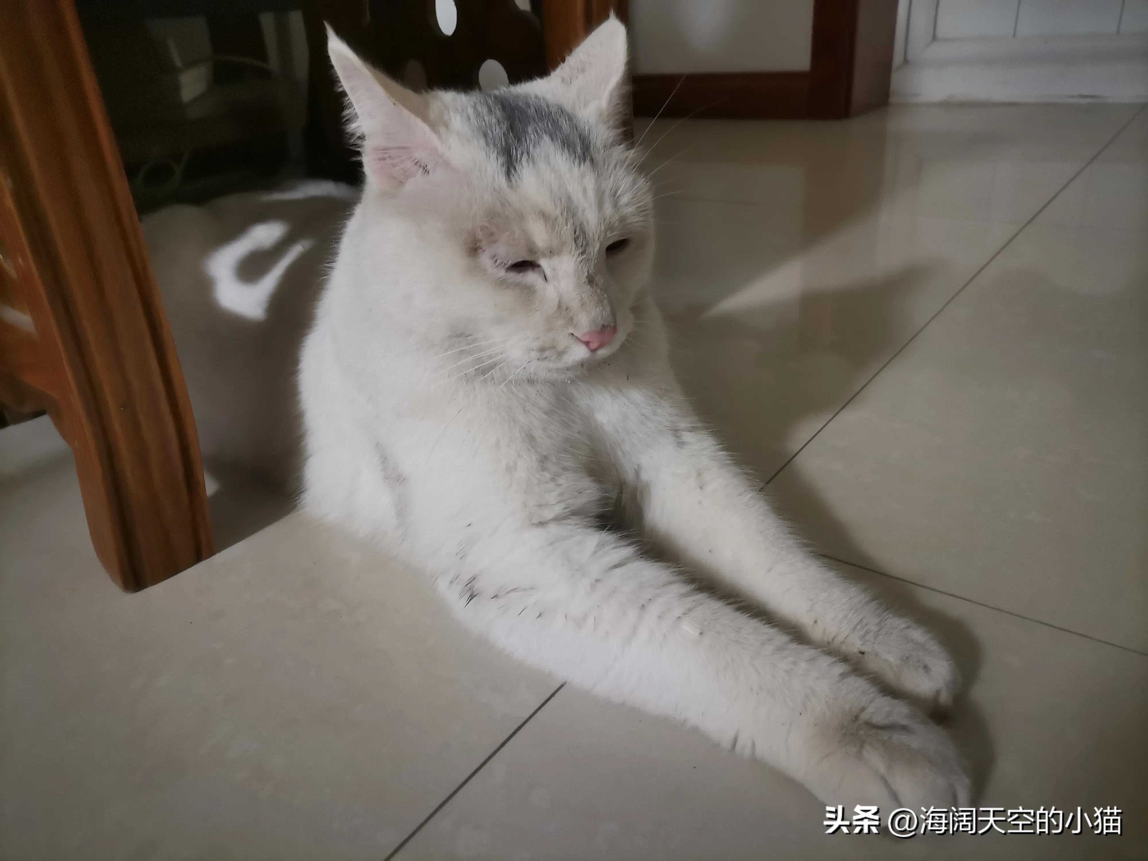 家里养三只猫也会孤独吗,家里三只猫会有领地意识吗