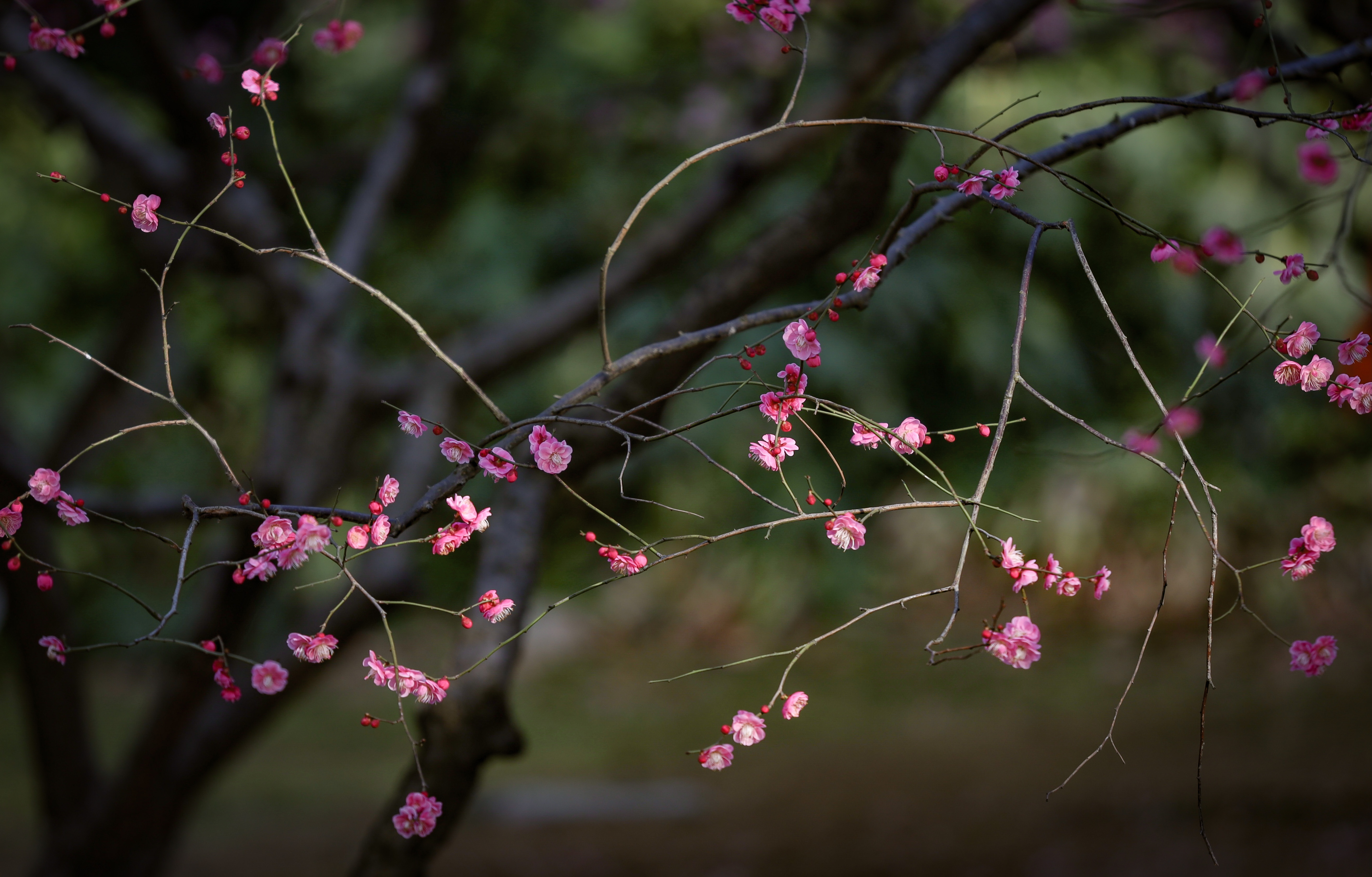 杭州植物园梅花哪里最茂盛,杭州超山再现十里梅花香雪海盛况
