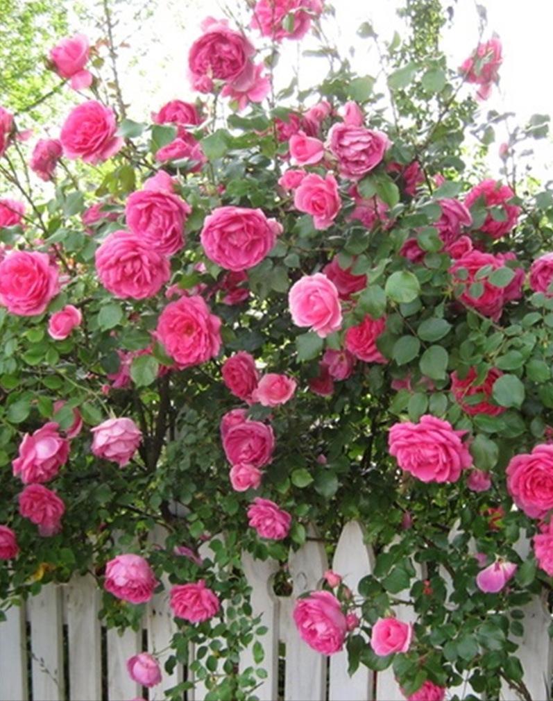 推荐好看又美的小花园,花园里很好看的花有哪些