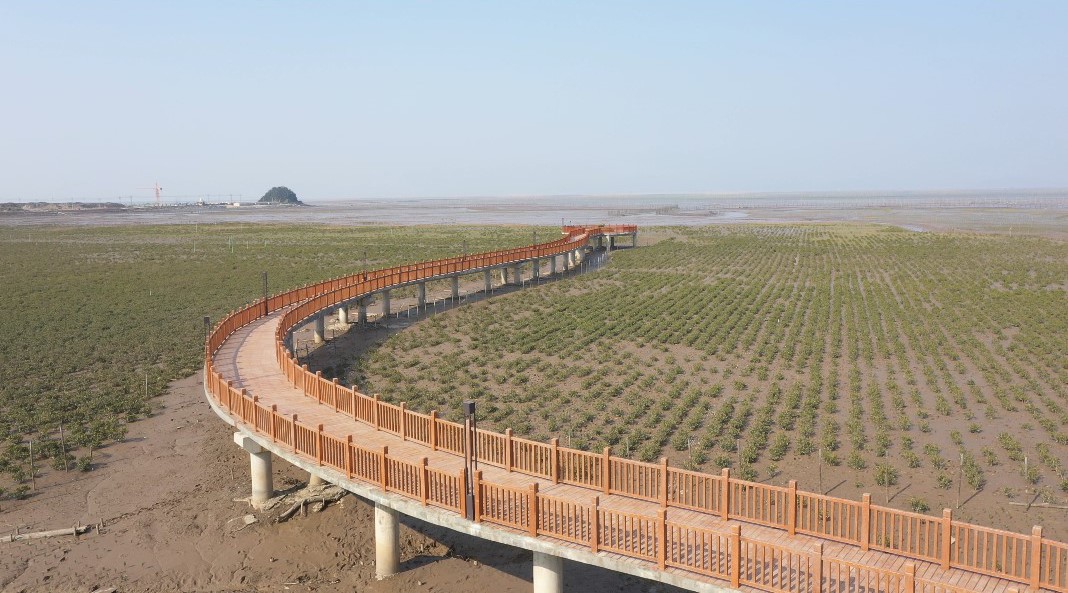 温度深一度|突围北纬28°！红树林生存实况调查