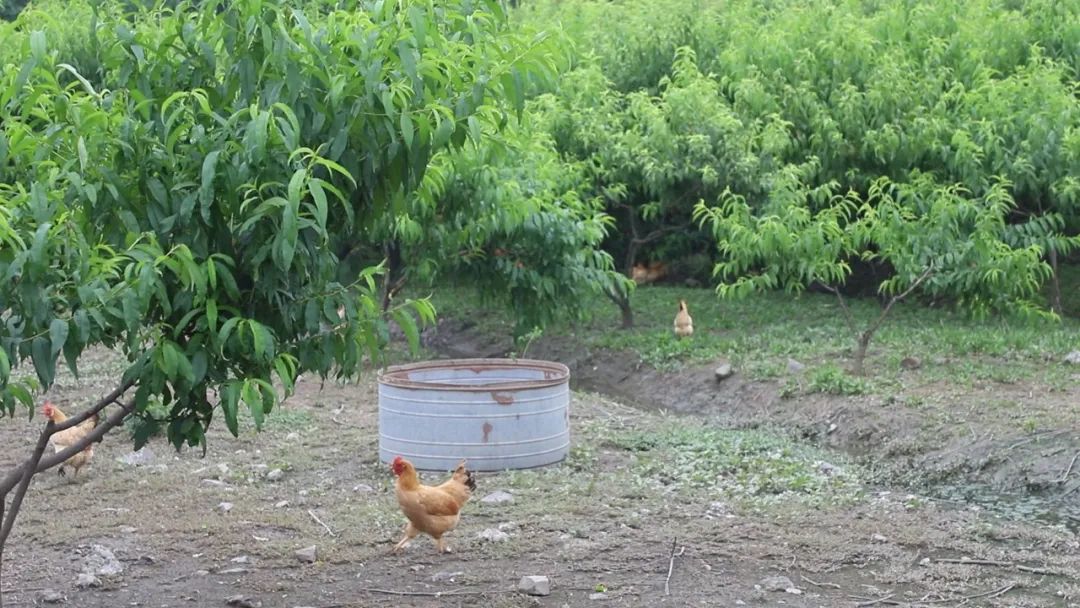 看乡村振兴成果视频,乡村振兴看平原
