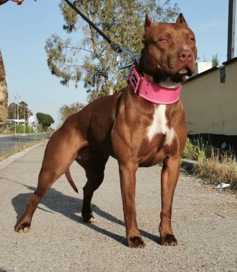 比特犬vs杜高犬谁的战斗力更强,比特犬串杜高犬的后代打架厉害吗