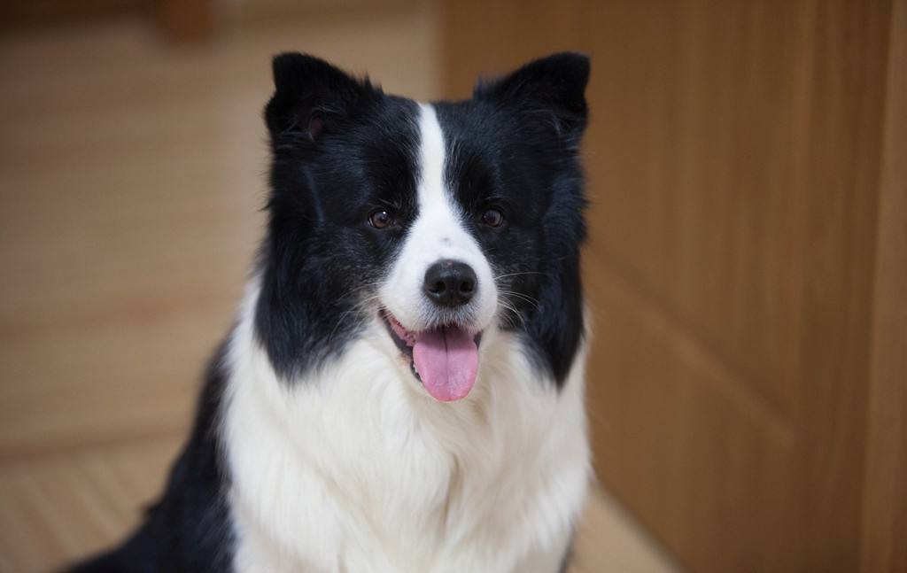 带你了解狗狗的个性养狗前必看,养狗首选这3种狗既便宜又好养