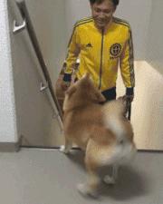 狗狗想念主人的表达,狗狗想念主人的5件事