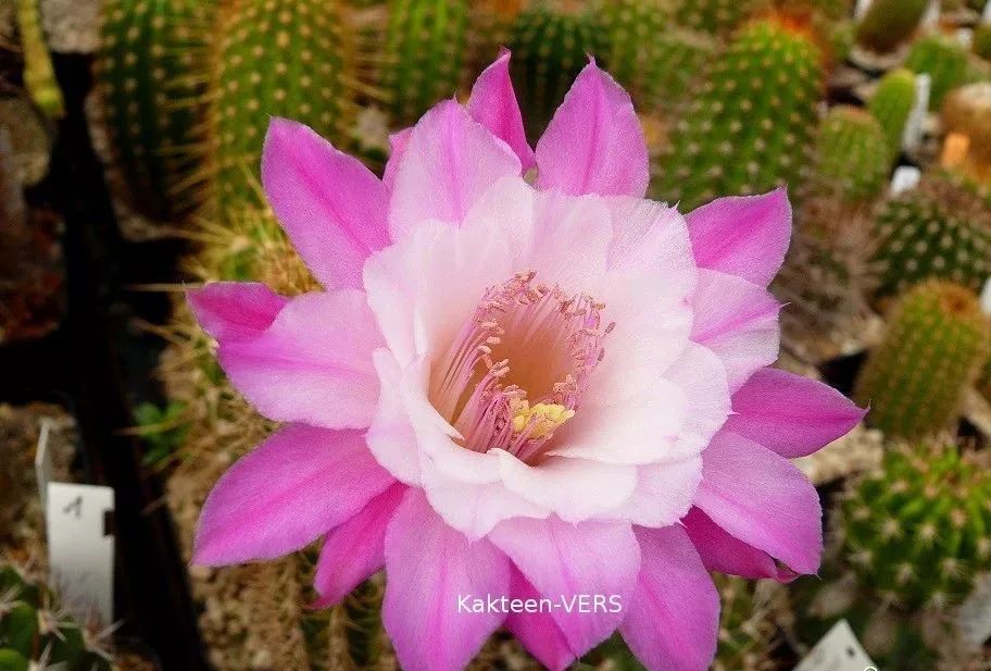 200种·仙人球开花图鉴，大开眼界，美到爆