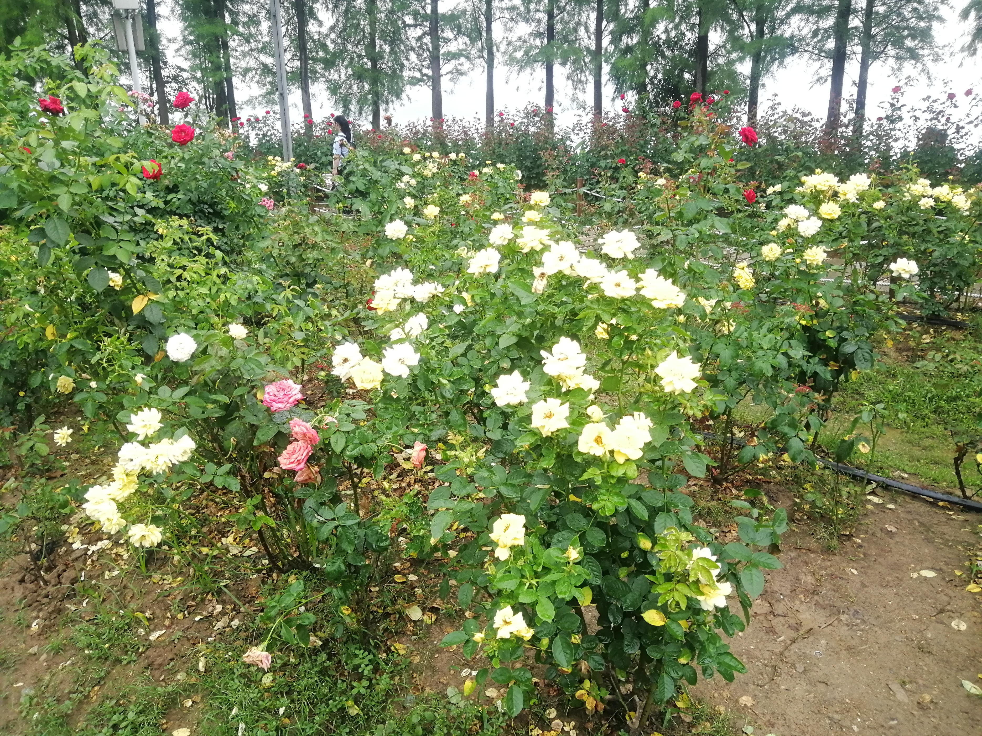 打卡广州地铁7号线,打卡广州最美7公里