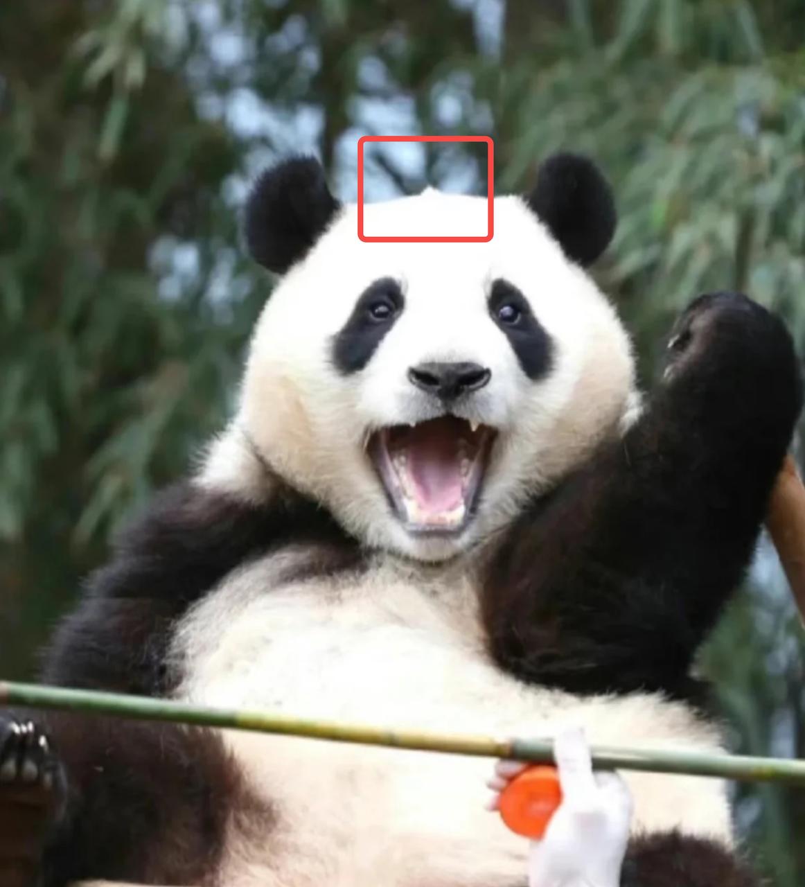 熊猫界顶流盘点,熊猫界十大顶流