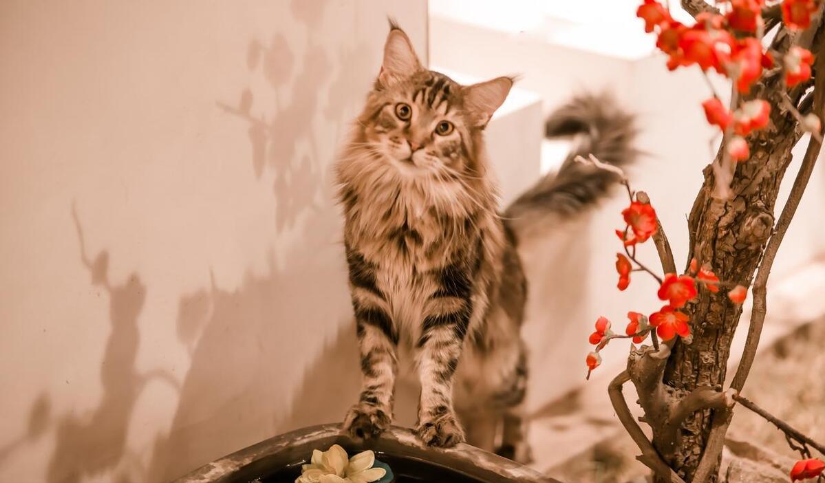 美国缅因猫可以养吗,为什么不介意养缅因猫