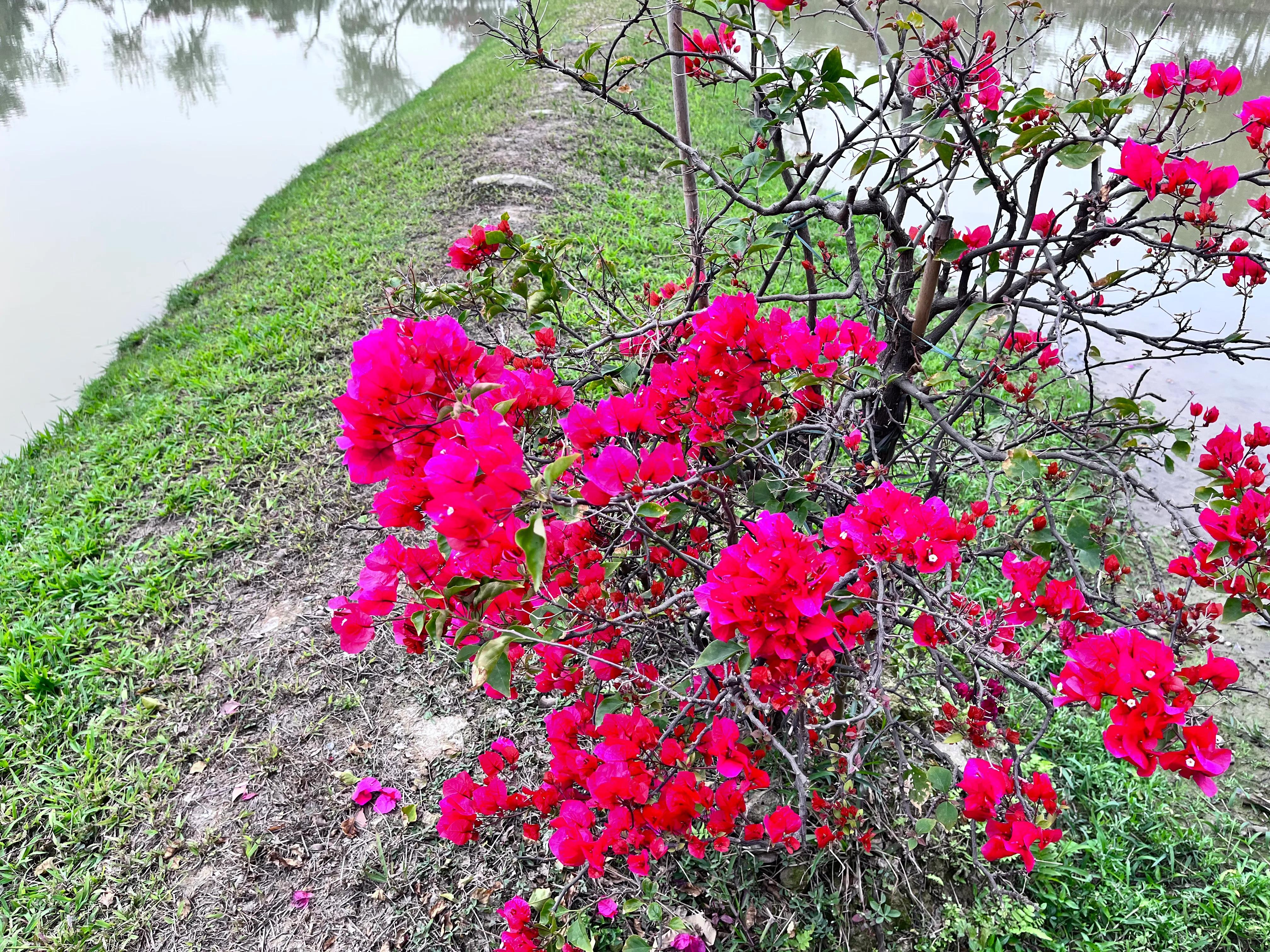 清明时节有感50字,清明时节有感