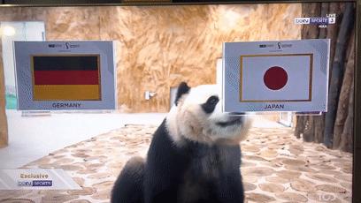大熊猫成功预测世界杯,世界杯熊猫预测