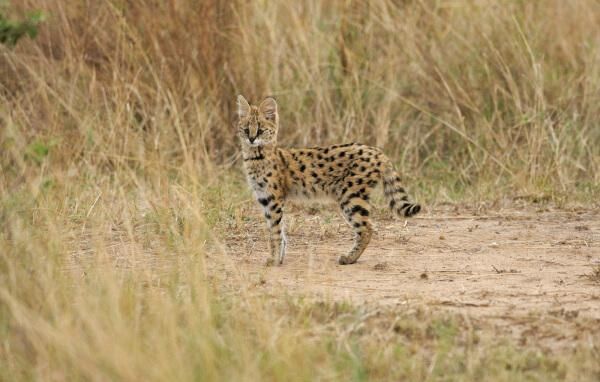 野生保护动物领养,野生小动物领养