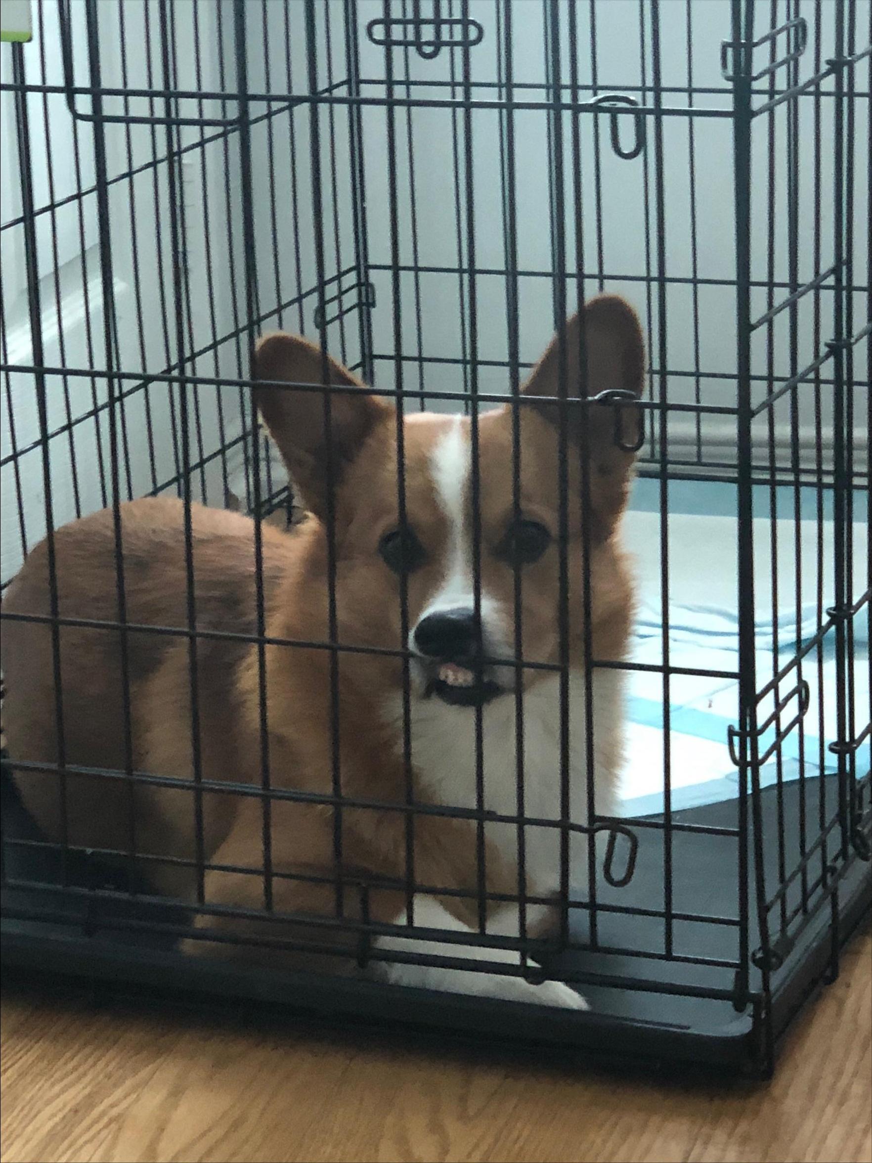 养柯基十大风险有哪些地方,养柯基十大好处和坏处