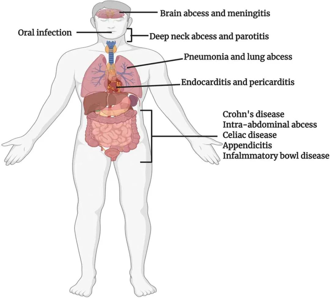 肠道重要的菌群有哪些,肠道杆菌的病原特点