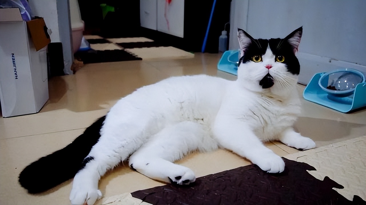 给猫咪看病要花2万块，我想把猫咪丢掉