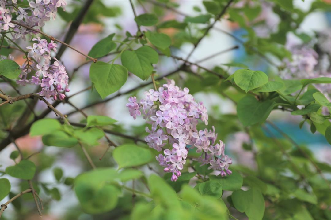 鐩哥害鍐滃ぇ,鐩歌仛浜戠鐩哥害鍐滃ぇ