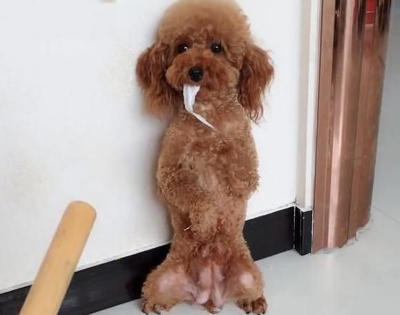 为什么泰迪喜欢咬陌生人的手,为什么泰迪爱咬尾巴