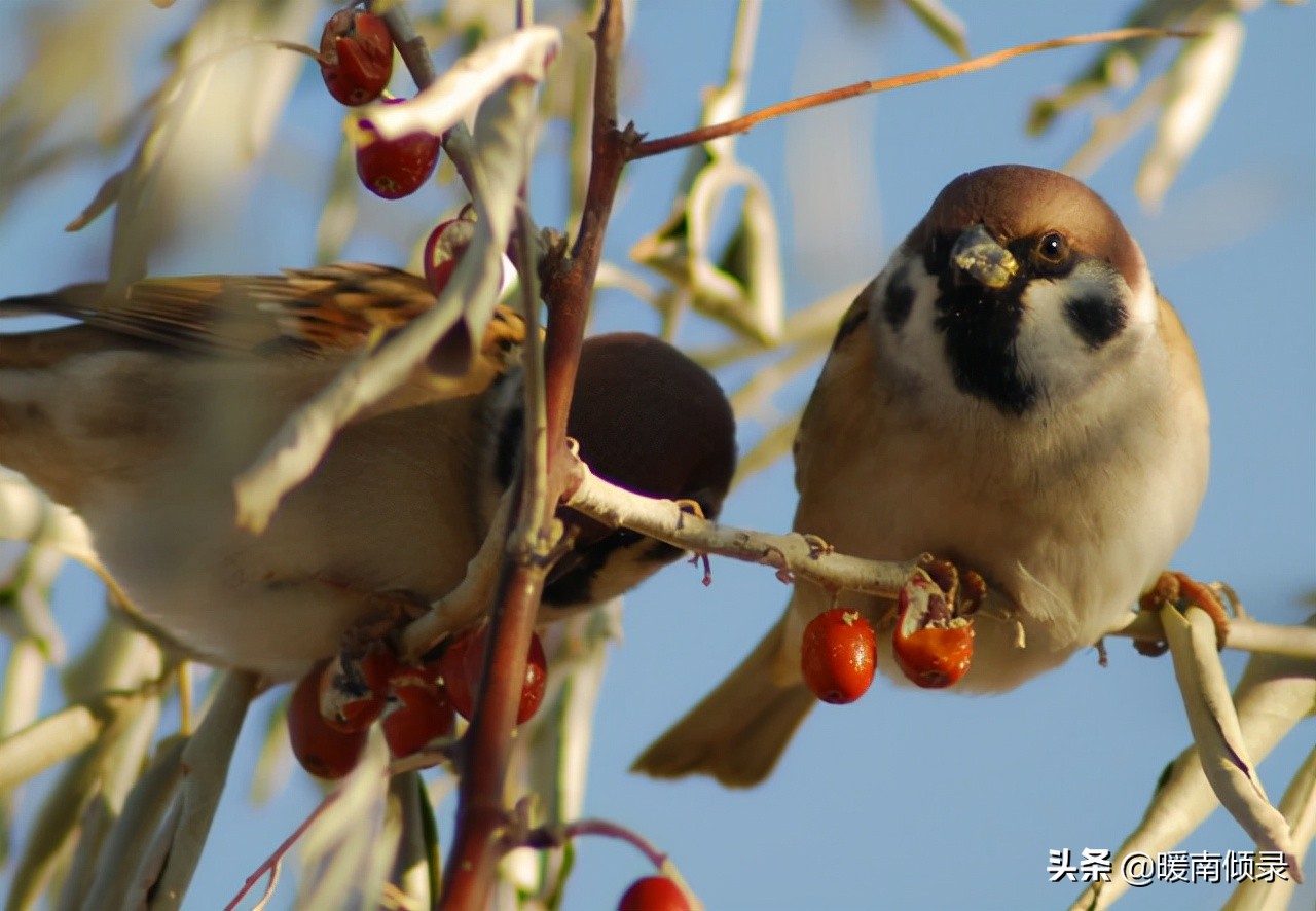 三种鸟进屋好指的是哪三种,三鸟进家门家中出贵人是哪三鸟