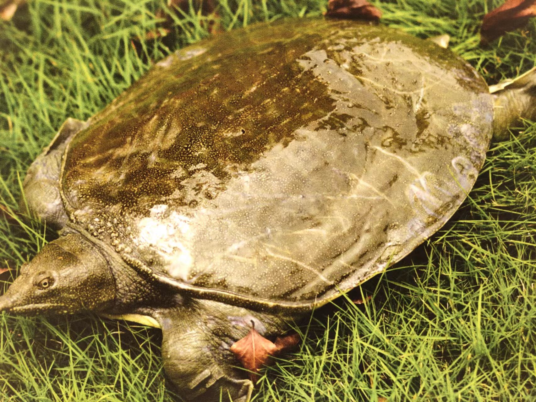 最顶级的湖南汉寿野生甲鱼,汉寿正宗外塘甲鱼