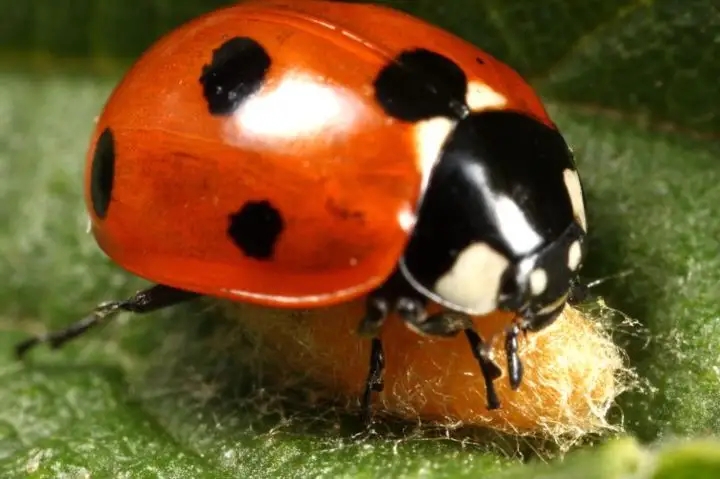 自然界的丧尸病毒,自然界的丧尸