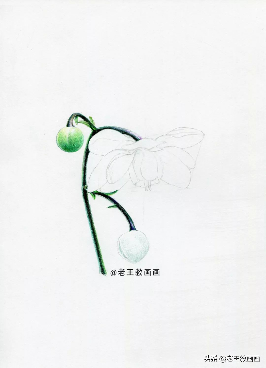 彩铅花卉画教程,零基础怎么画彩铅苹果