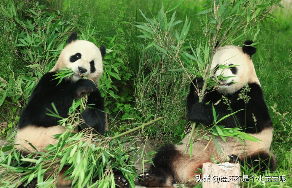 大熊猫皓月和花花,大熊猫花花有几个绯闻男友