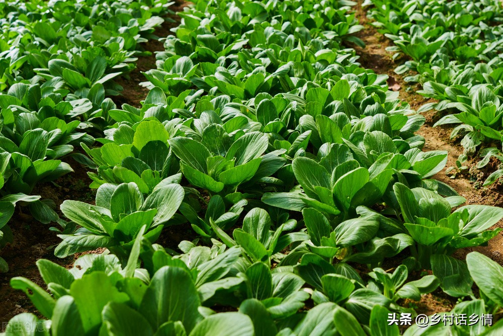 温度降到多少对小麦浇过冬水不利,气温下降麦子能浇水吗