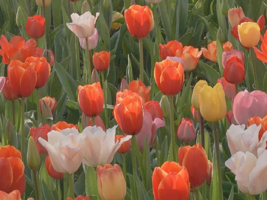 春意款款,岁月缓缓,令人心动的春日文案