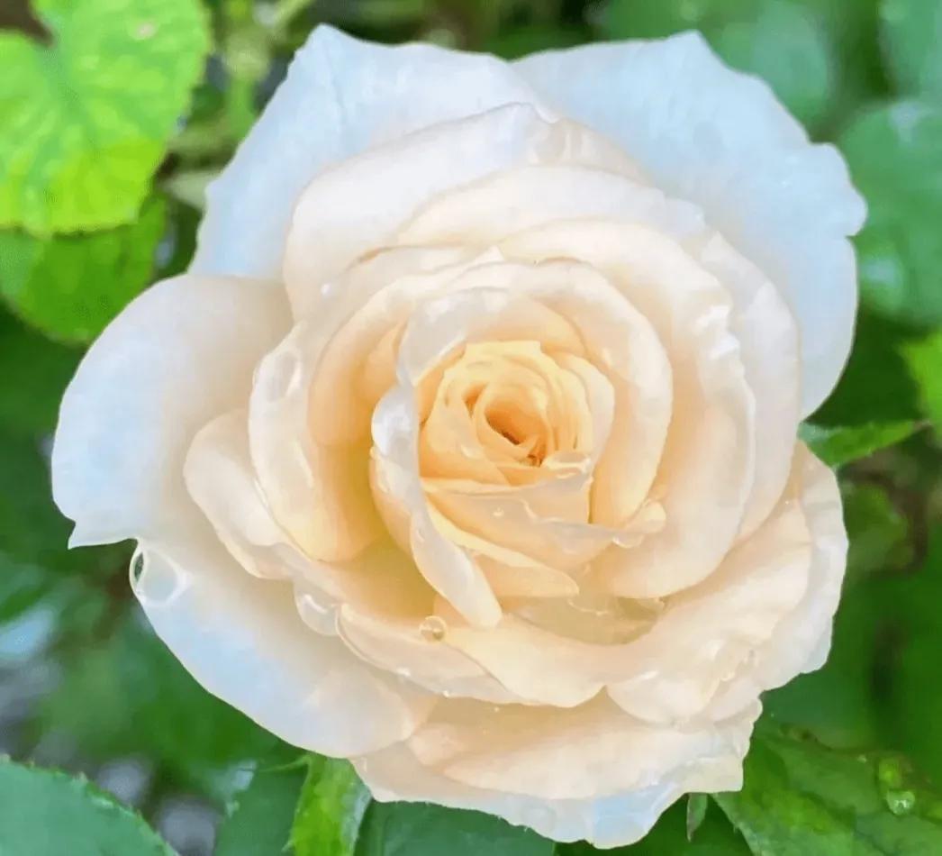 在头条创作4天的心路历程,头条创作注意事项