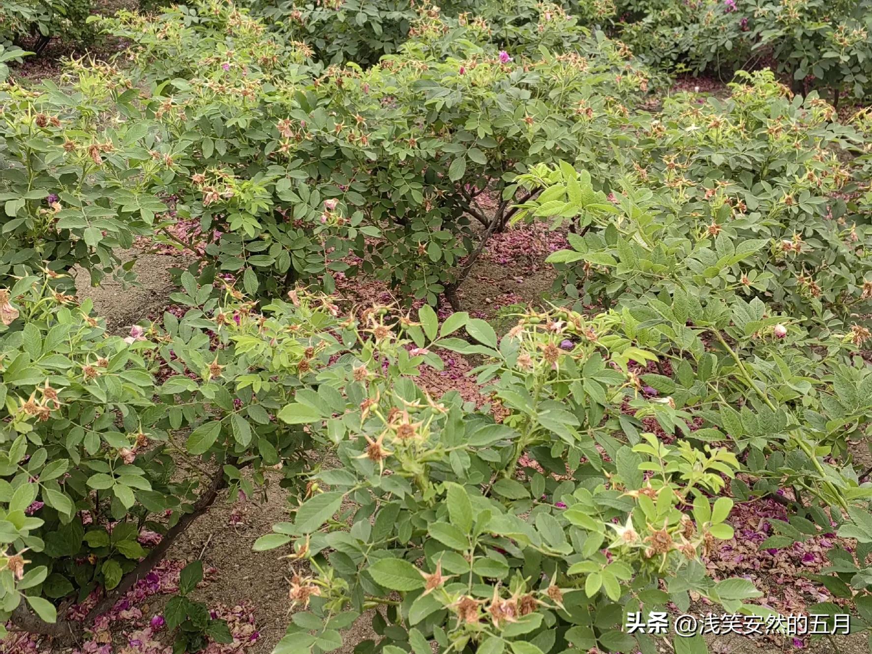 我，月收入为零的家庭妇女，挣得最大的钱是100万