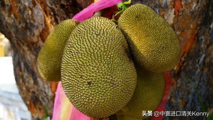 「水果进口」怎么进口菠萝蜜？菠萝蜜进口需要什么资料？