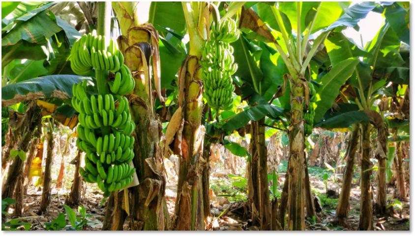 一根香蕉的奇幻旅程,一根香蕉的新奇历程