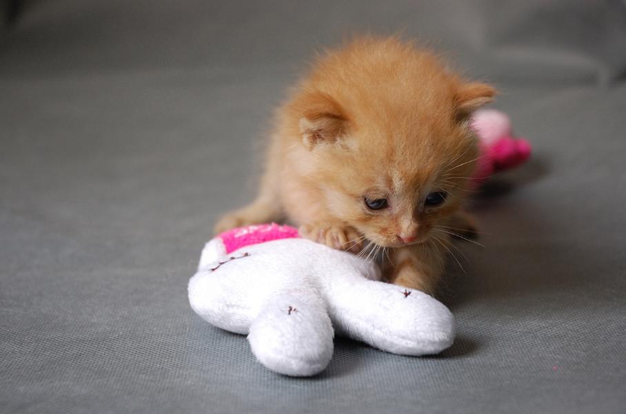 免费领养猫咪杭州,杭州领养日猫咪领养是付钱的吗