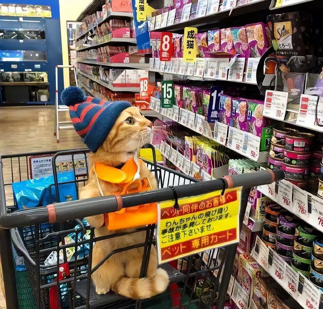 养猫咪可以降低多种疾病的发病率,听说养猫咪久了会有这9种病