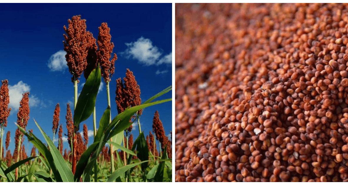 20元一斤的散酒，跟超市20一瓶的白酒有啥区别？看完再买不吃亏