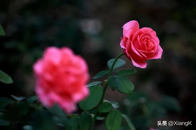 云雾成语有哪些,传说中乘云雾飞行的成语